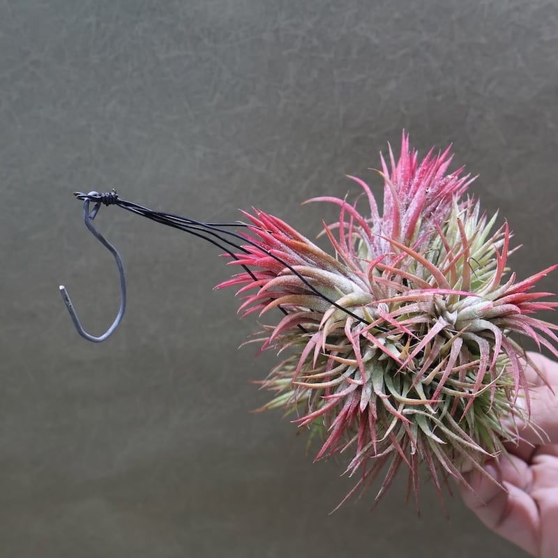 イオナンタ クランプボール 02号 | air-plants TENGU-DO