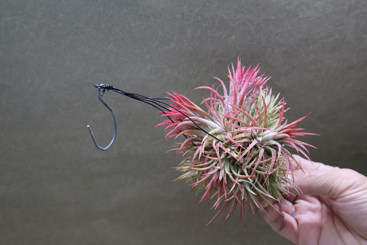 イオナンタ クランプボール 02号 | air-plants TENGU-DO
