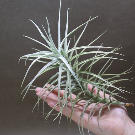 CATEGORY 交配種 | air-plants TENGU-DO