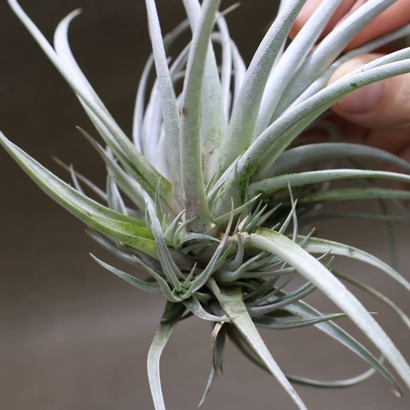 ミマ チリテンシス 09号 | air-plants TENGU-DO