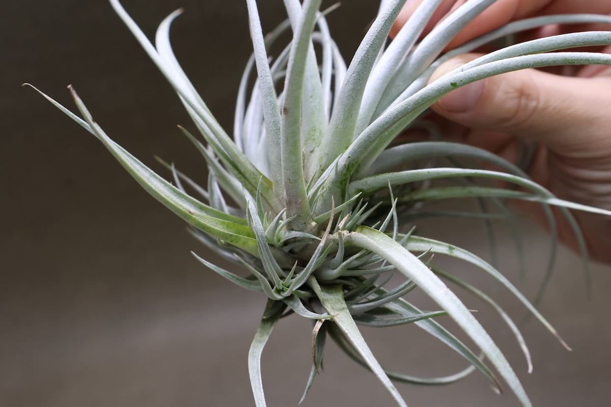 菫〉Tillandsia ミマ ミマ ティランジア チランジア エアープランツ