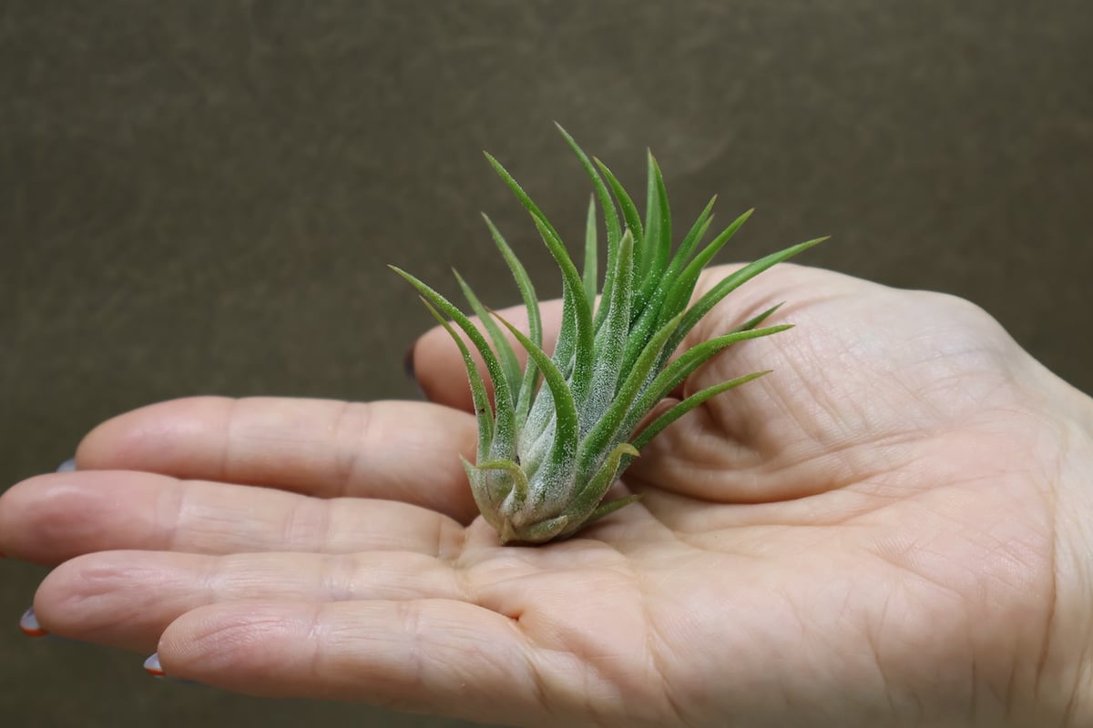 イオナンタ トールベルベット 05号 | air-plants TENGU-DO