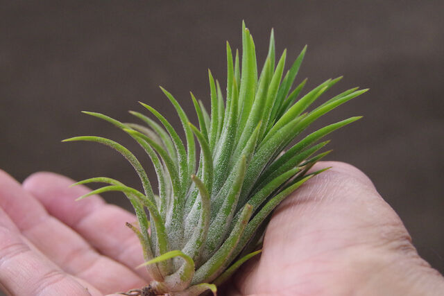 【みぃこどん】Tillandsia 4点セット 大＊Tillandsia生産農場参考画像販売＊(約)φ5-7×H5-6cm前後1株