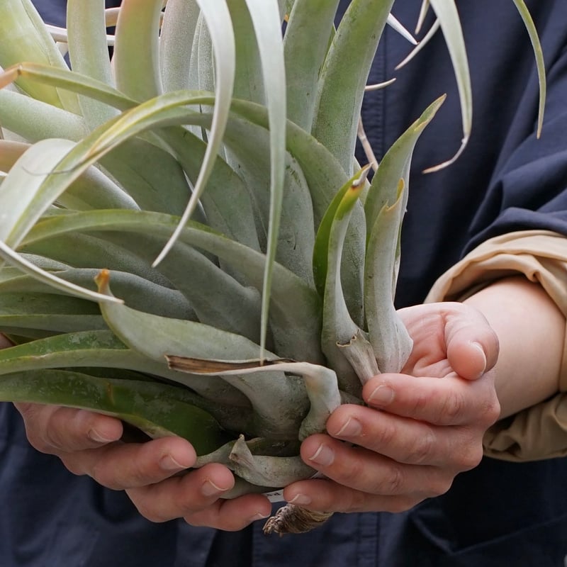 スタッフ特選】カピタータ シルバーローズ 2XLサイズ B号 | air-plants
