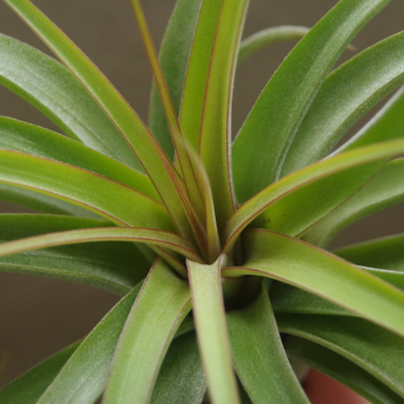 Tillandsia Ice Sordet 速達発送 Tillandsia Ice Sordet 速達発送