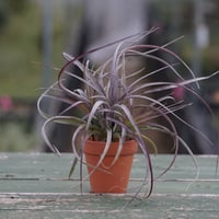 イオナンタ スノーボール 01号 | air-plants TENGU-DO
