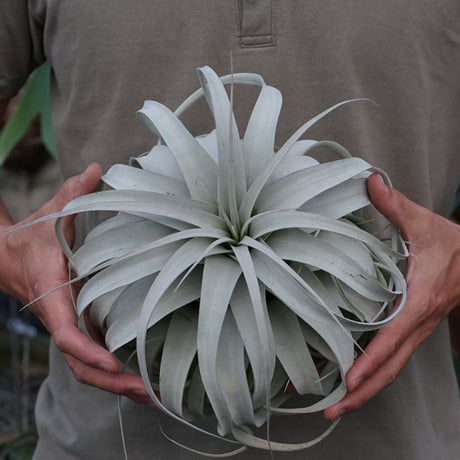 CATEGORY エアープランツ（ティランジア） | air-plants TENGU-DO