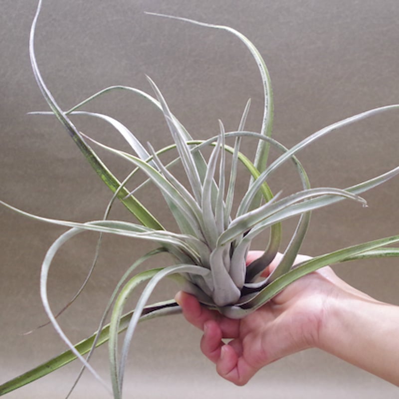 チランジア　Kraken 子株つき 異形のカーリースリム【ティランジア・クラーケン】Tillandsia