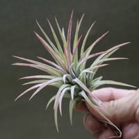イオナンタ アルボマージナータ Sサイズ 45号 | air-plants TENGU-DO