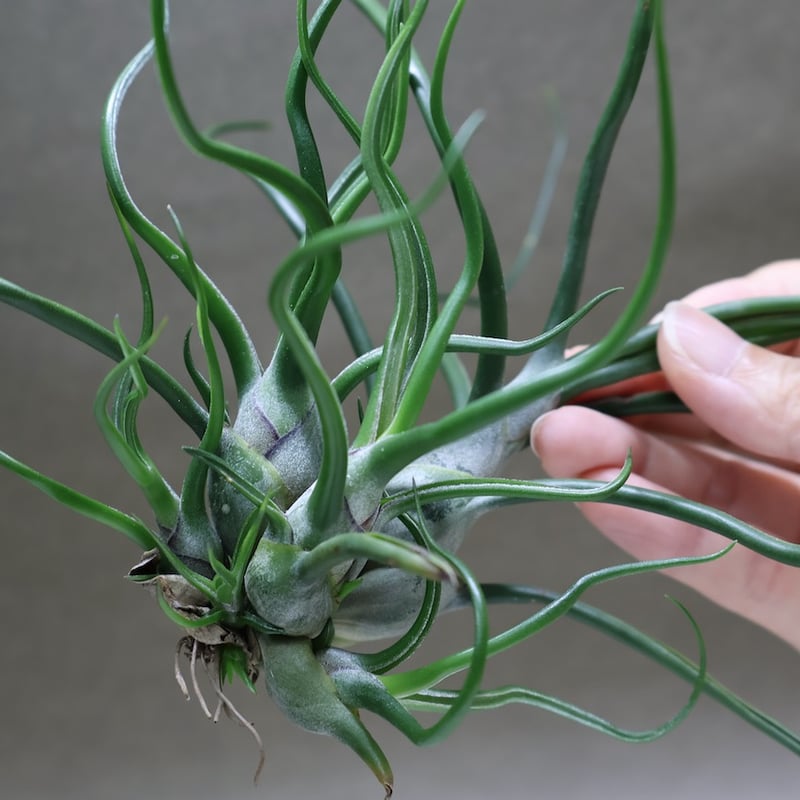 チランジア ブルボーサクランプ 流木付 ブルボーサ クランプ 28号 | air-plants TENGU-DO
