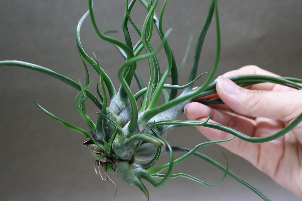 ブルボーサ クランプ 28号 | air-plants TENGU-DO