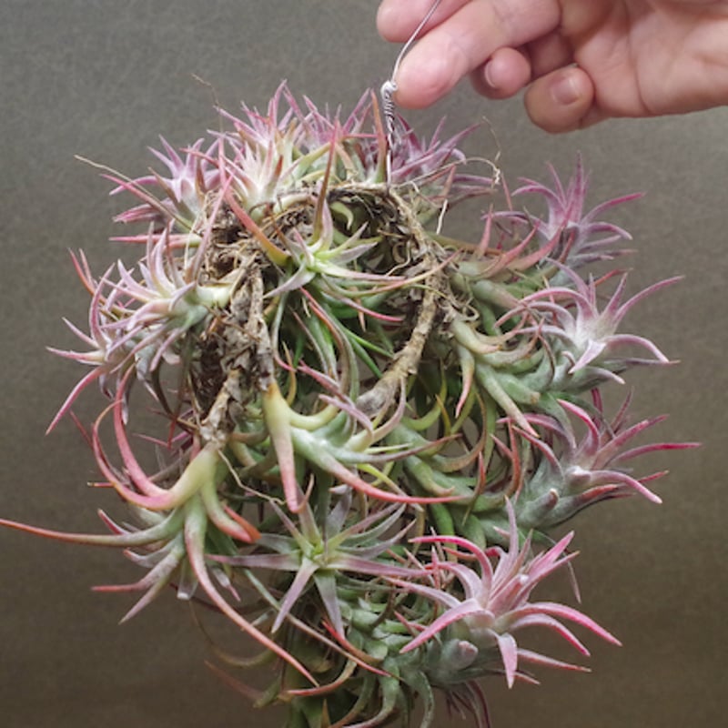 イオナンタ バンハイニンギー クランプ 08号 | air-plants TENGU-DO