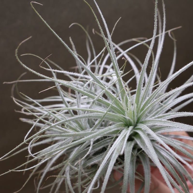 テクトラム クランプ 05号 | air-plants TENGU-DO