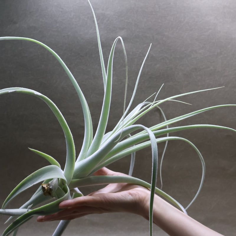 超希少❗️超特大❗️チランジア　ストラミネア✨ 超希少‼️送料込み❗️特大株チランジア ストラミネアクランプXXXL凄い
