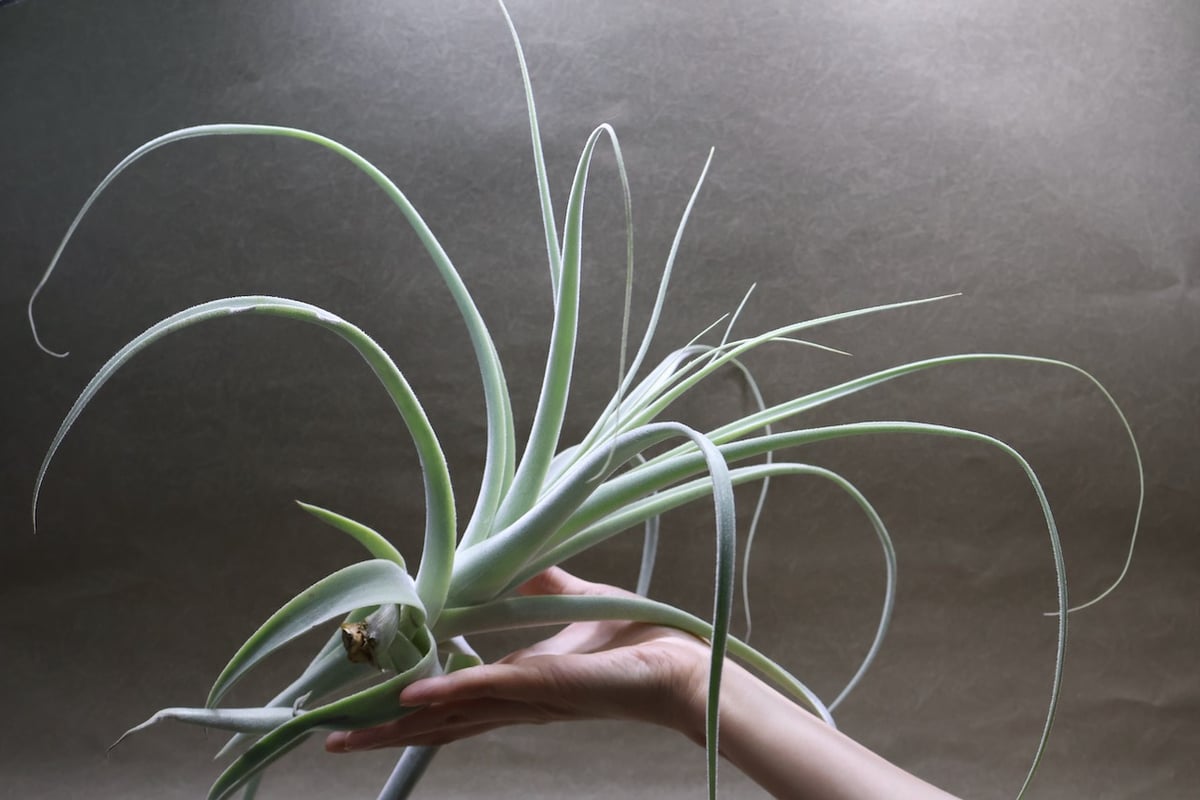 チランジア ストラミネア（大株）希少【ネームタグ付属】 チランジア・ストラミネア・トールホワイト Tillandsia