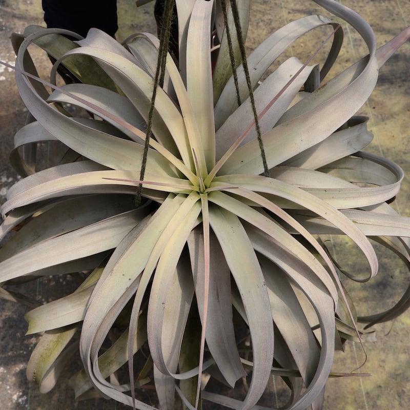 キセログラフィカ 特大3XLサイズ 06号 | air-plants TENGU-DO