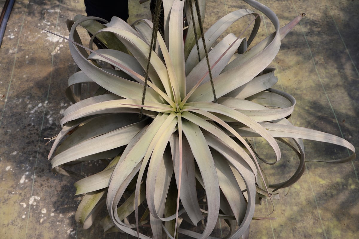 キセログラフィカ 特大3XLサイズ 06号 | air-plants TENGU-DO