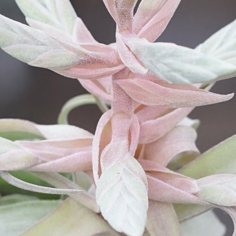 スタッフ特選】ストレプトフィラ Lサイズ 花芽付きB号 | air-plants