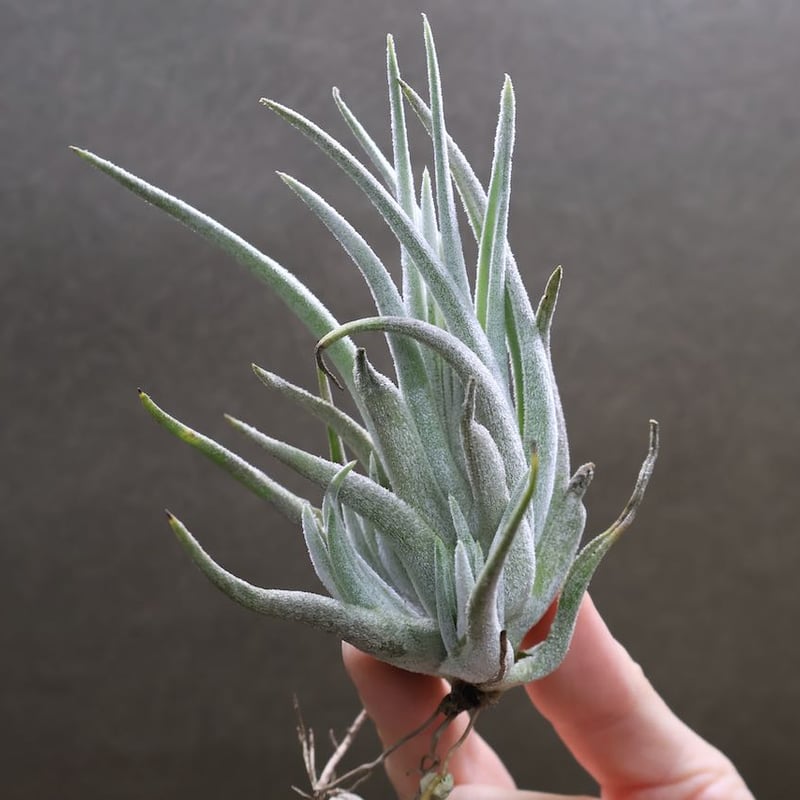 Tillandsia Mayan Regal 速達発送 KN ティランジア ハイブリッド 'ハワイアンレッド