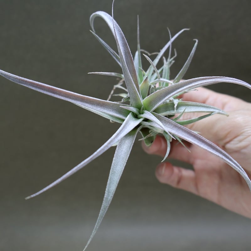 チランジア チアペンシス ギガンテスコ チランジア・チアペンシス・ギガンテスコ T. chiapensis gigantesco