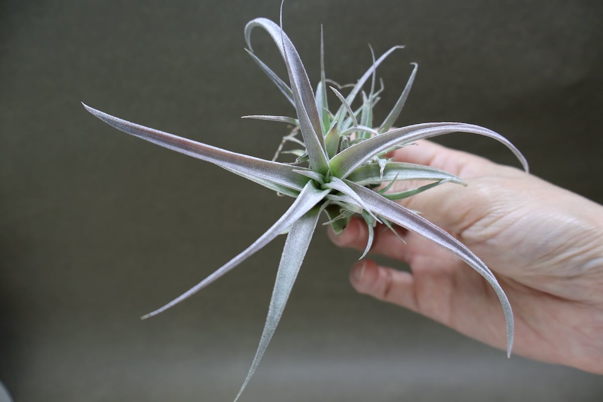 チアペンシス ギガンテスコ 23号 | air-plants TENGU-DO