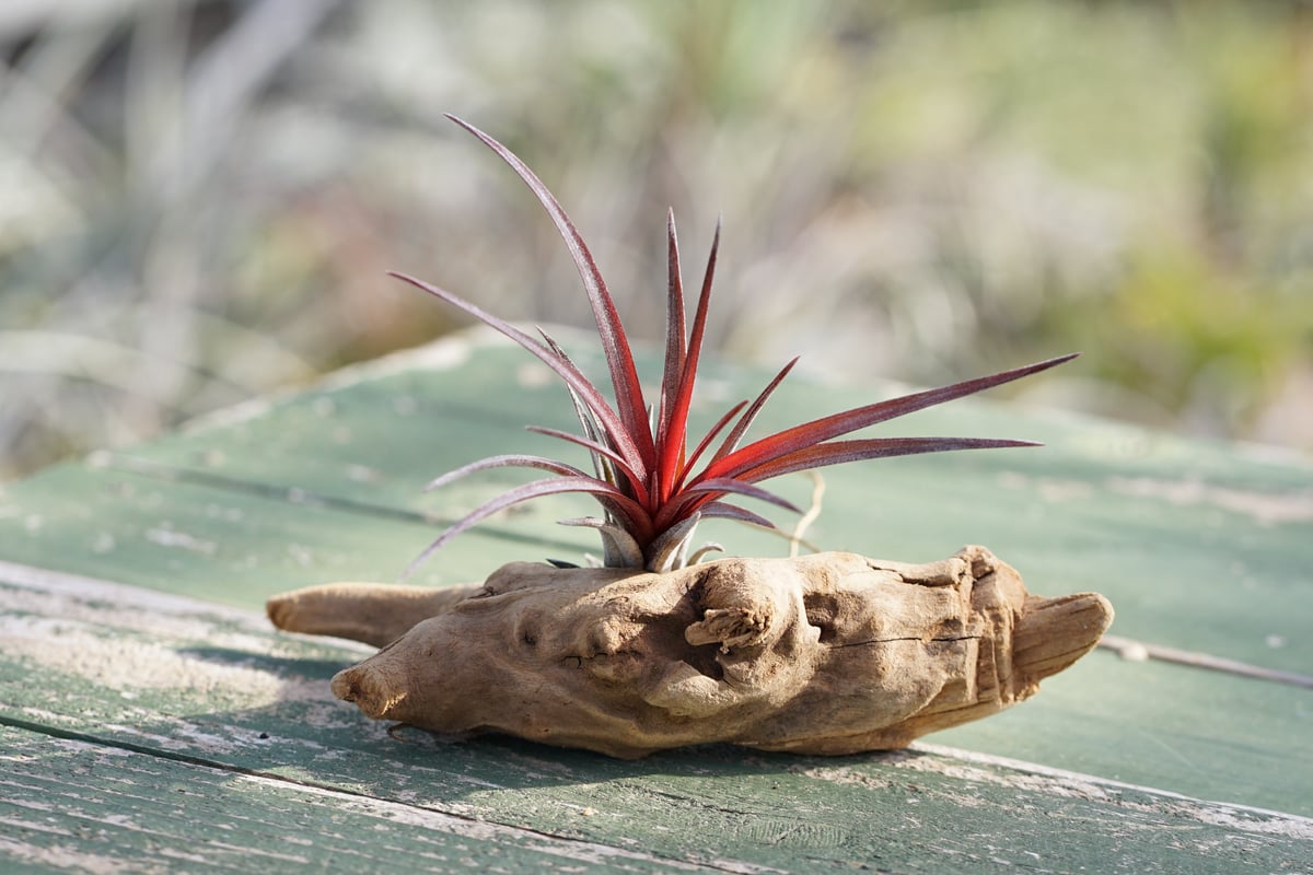 スタッフ特選】ティムズ アウトバースト 子株（ カピタータ