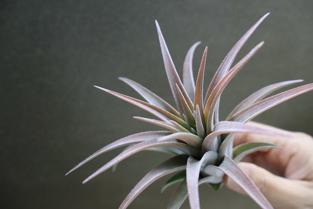 リオホンドエンシス × イオナンタ 12号 | air-plants TENGU-DO