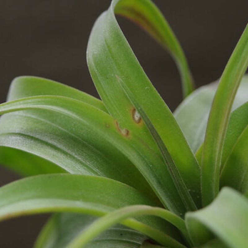 フレクスオーサ × ストレプトフィラ 02号 | air-plants TENGU-DO