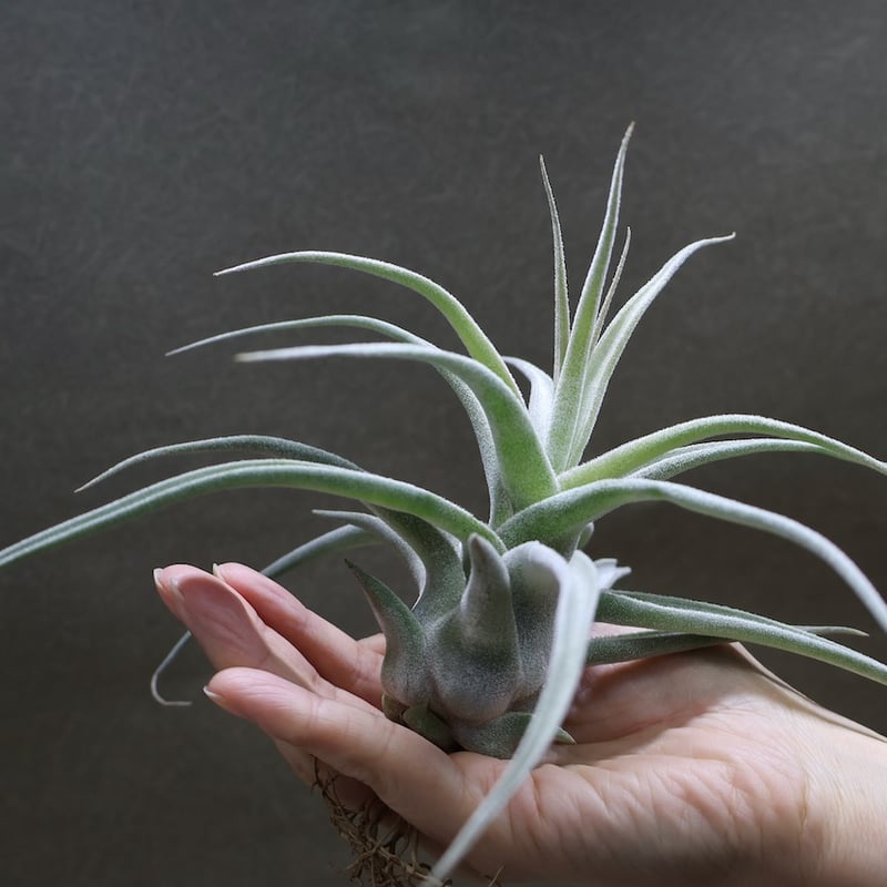 ルシール （ エーレルシアナ × ストレプトフィラ ） 14号 | air