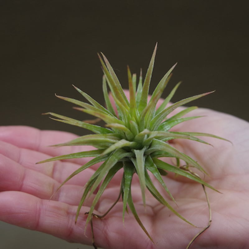 イオナンタ メキシカンゼブリナ 01号 | air-plants TENGU-DO
