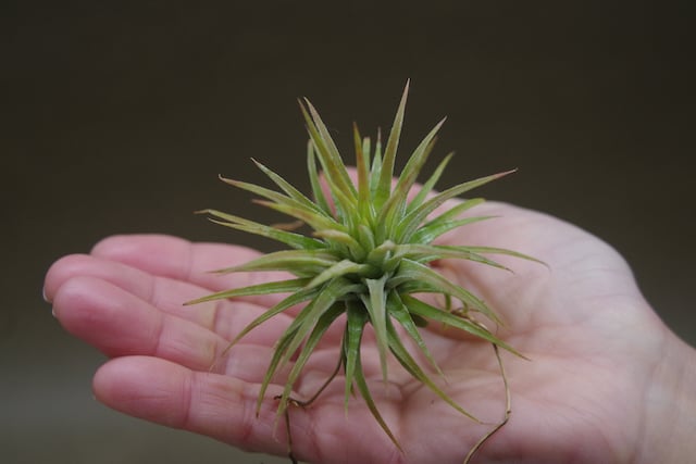 【訳あり】イオナンタ メキシカンゼブラ イオナンタ メキシカンゼブリナ 01号 | air-plants TENGU-DO