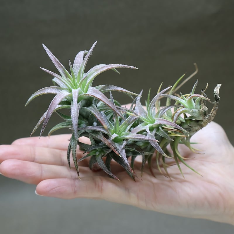 イオナンタ バンハイニンギー 145号 | air-plants TENGU-DO