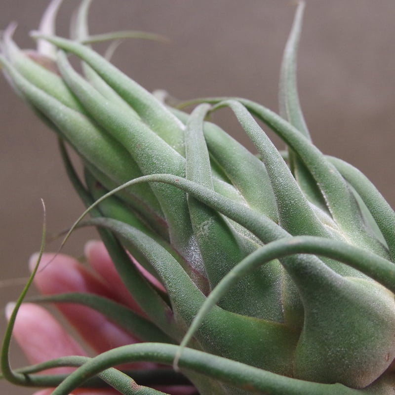 Tillandsia Seleriana Mini Purple 速達発送 Tillandsia Seleriana Mini Purple 速達発送 Seleriana Mini