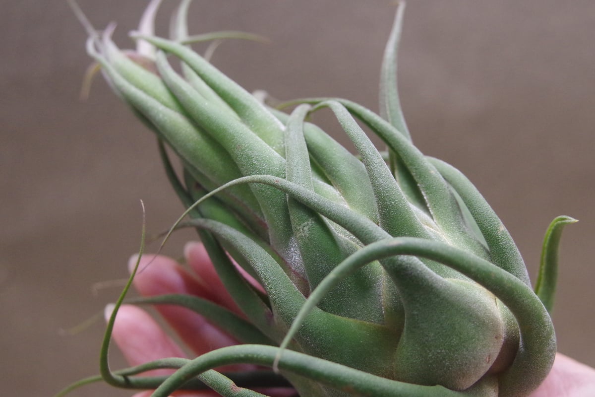 セレリアナ ミニパープル 11号 ※送料込 | air-plants TENGU-DO セレリアナ ミニパープル 11号 ※送料込 | air-plants TENGU-DO