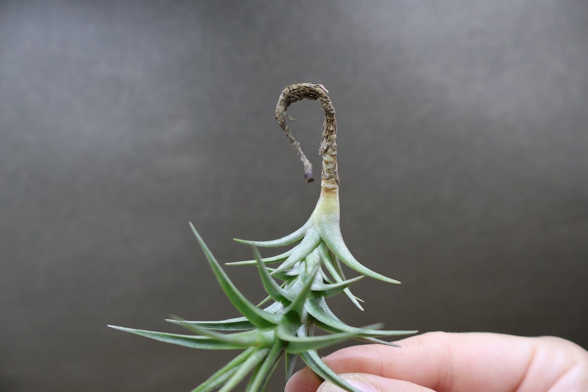 ラティフォリア エナノレッド 12号 | air-plants TENGU-DO