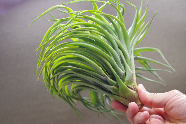 ブラキカウロス タイフーン 02号 | air-plants TENGU-DO