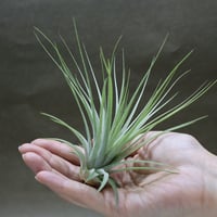 イオナンタ ロシータ × マグヌシアナ 10号 | air-plants TENGU-DO