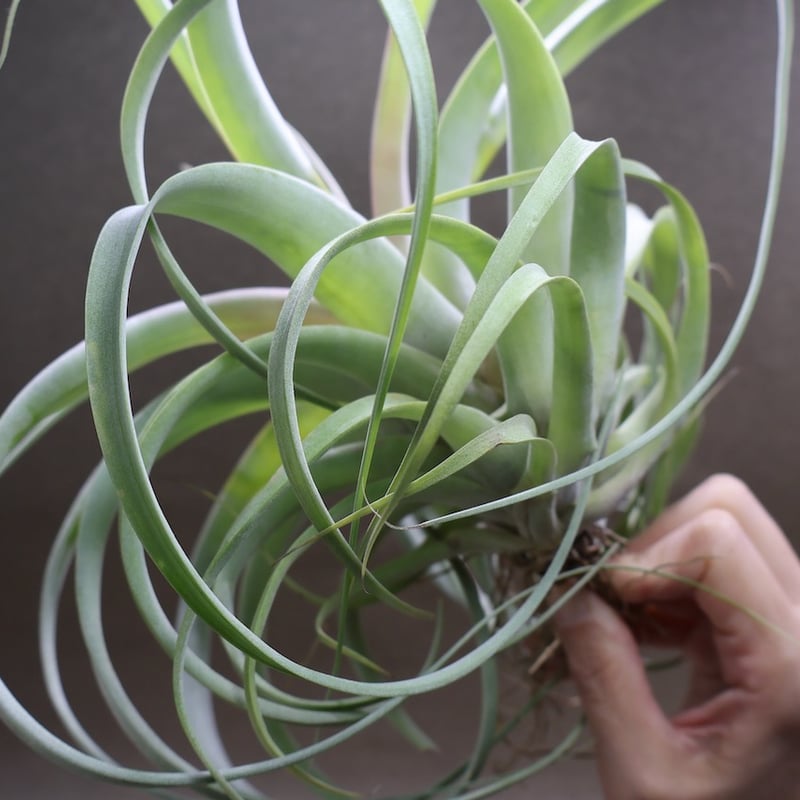 ベストインクラス （ キセログラフィカ × ロシー ）09号 | air-plants