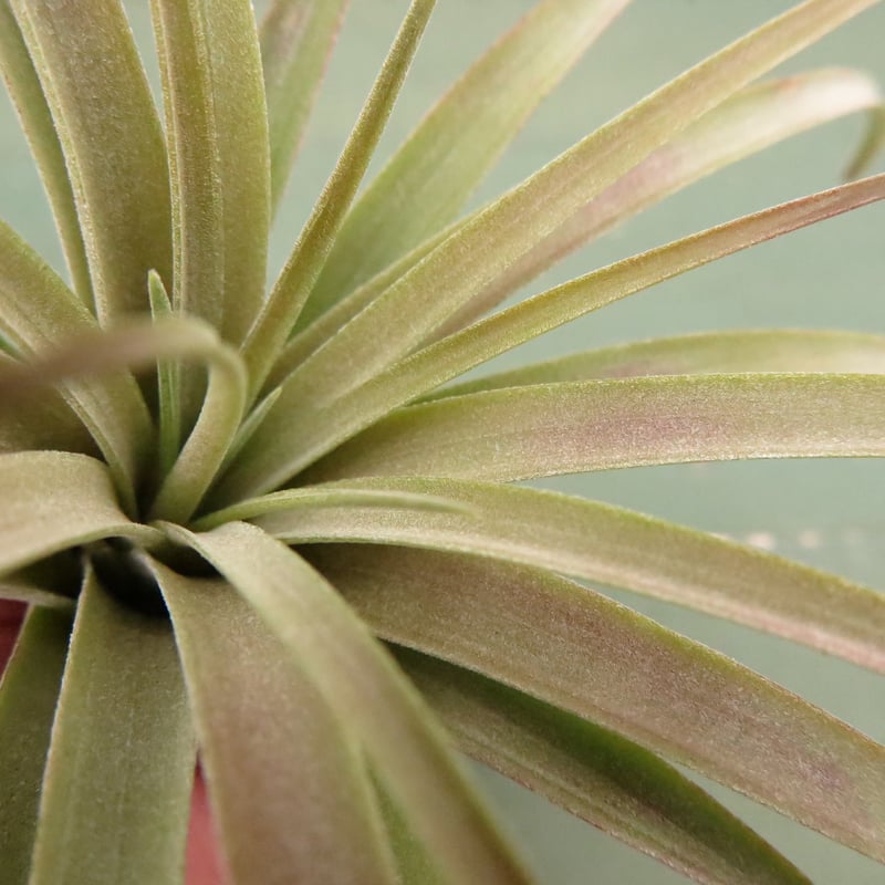 リオホンドエンシス x イオナンタ【スタッフ特選】 | air-plants TENGU-DO