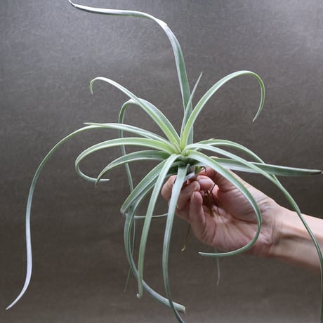 CATEGORY 品種名：E/F/G/H | air-plants TENGU-DO
