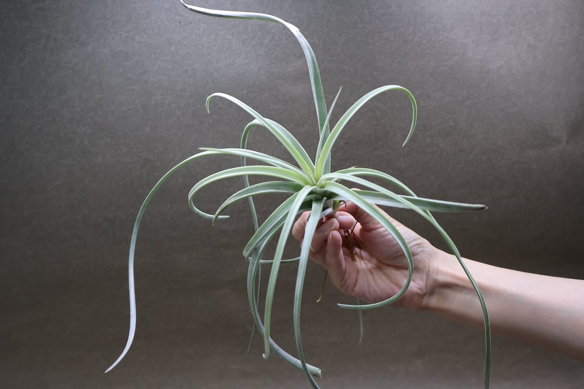 エクセルタ 16号 | air-plants TENGU-DO