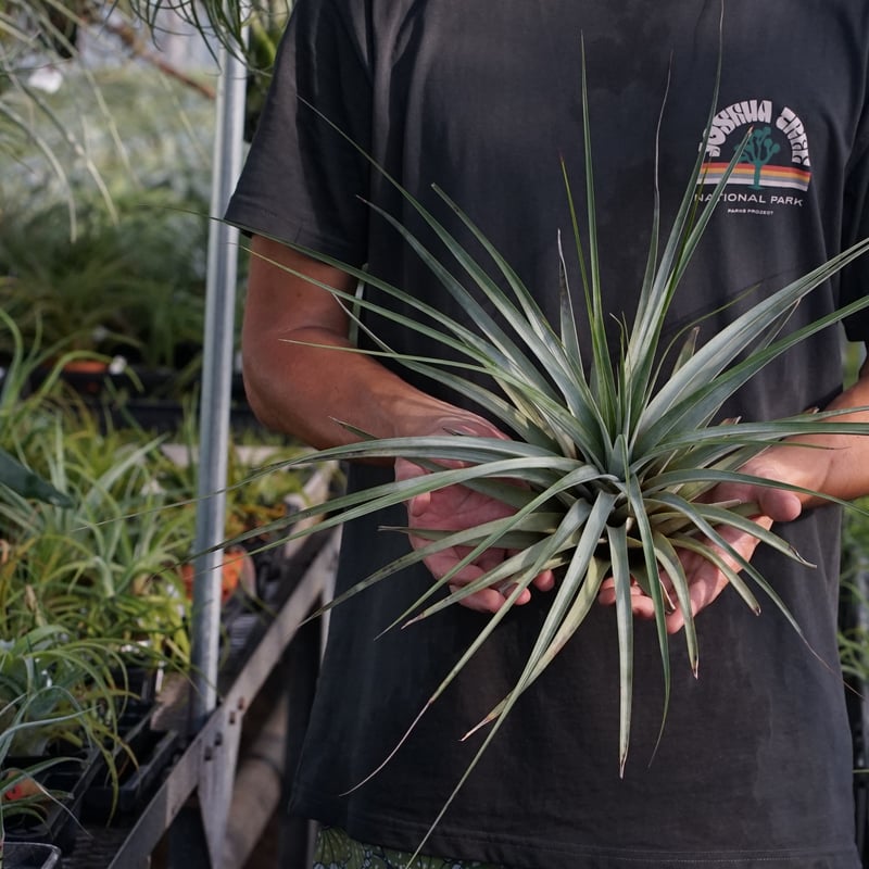 スタッフ特選】ファシクラータ・トリコロール 大株 | air-plants