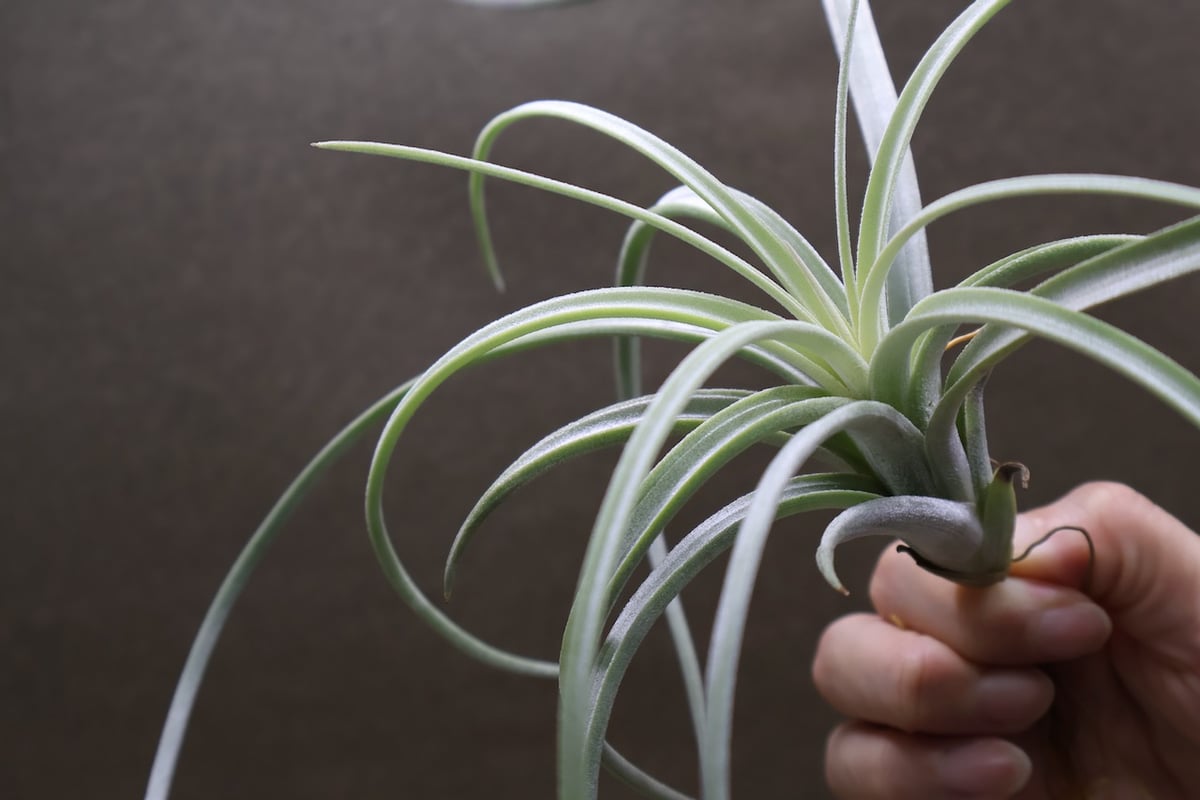 エクセルタ 16号 | air-plants TENGU-DO