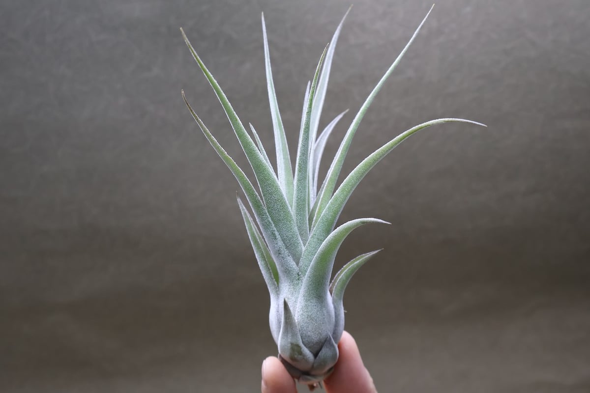 ストレプトフィラ x セレリアナ 03号 | air-plants TENGU-DO