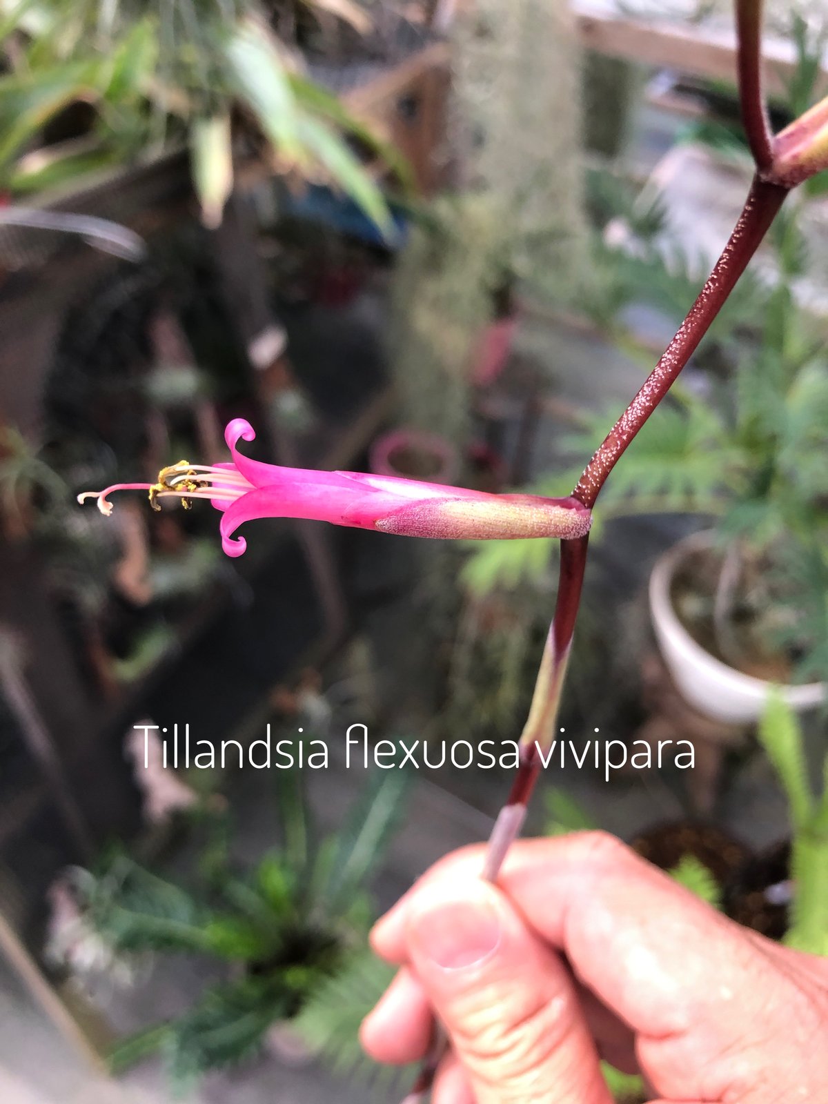 フレクスオーサ ヴィヴィパラ 22号 | air-plants TENGU-DO