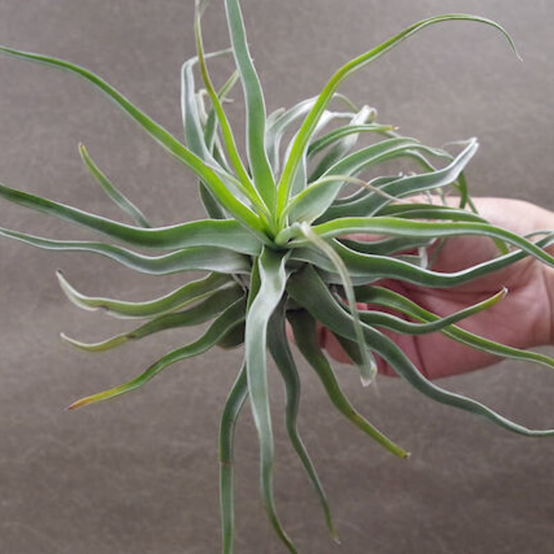 ストレプトフィラ × セレリアナ） × ショータイム 05号 | air-plants TE