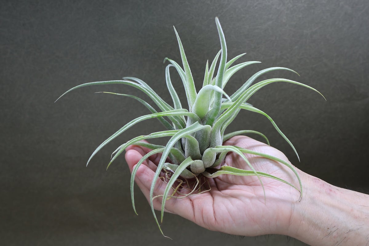 チランジア　セレリアナとかセット fit=scale-down,w=1200