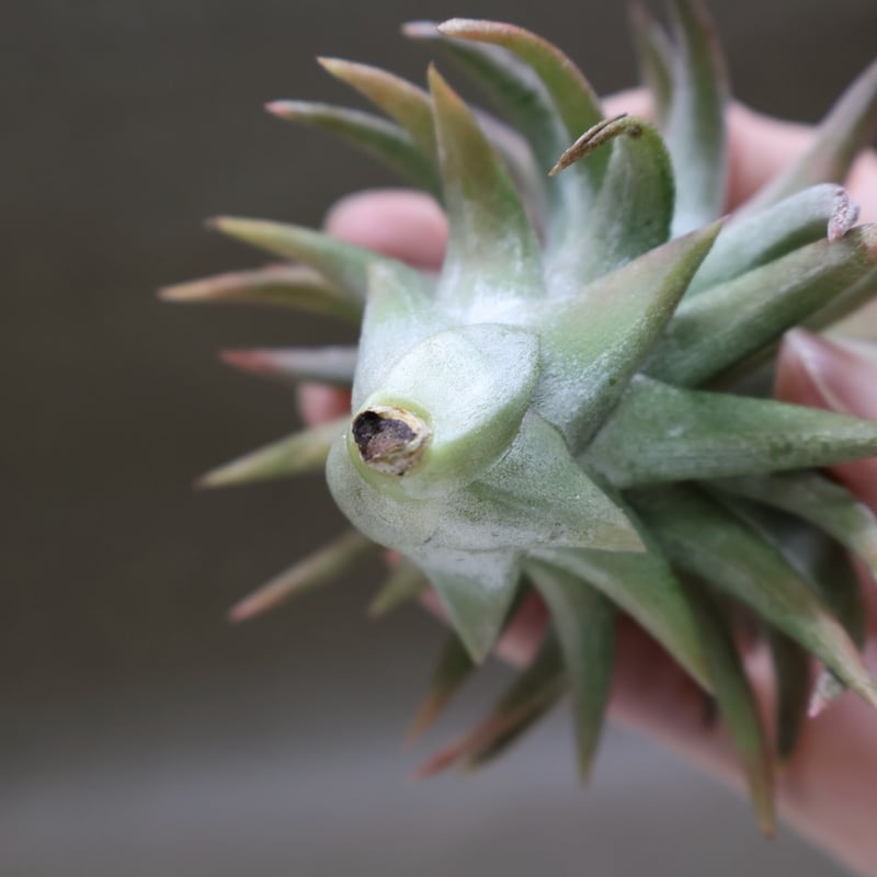 イオナンタ バンハイニンギー ジャンボ 120号 | air-plants TENGU-DO