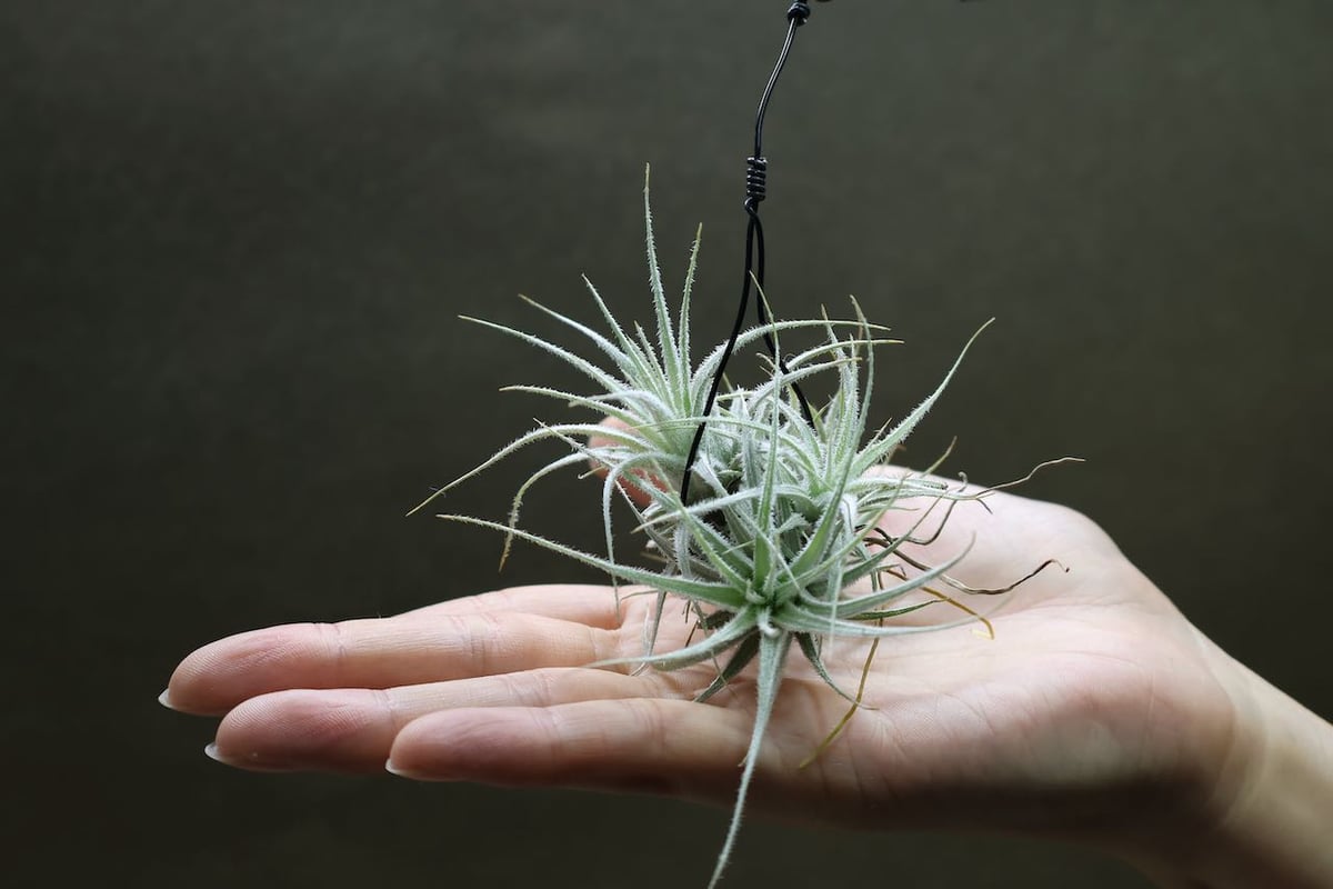 テクトラム クランプ 05号 | air-plants TENGU-DO テクトラム クランプ 05号 | air-plants TENGU-DO