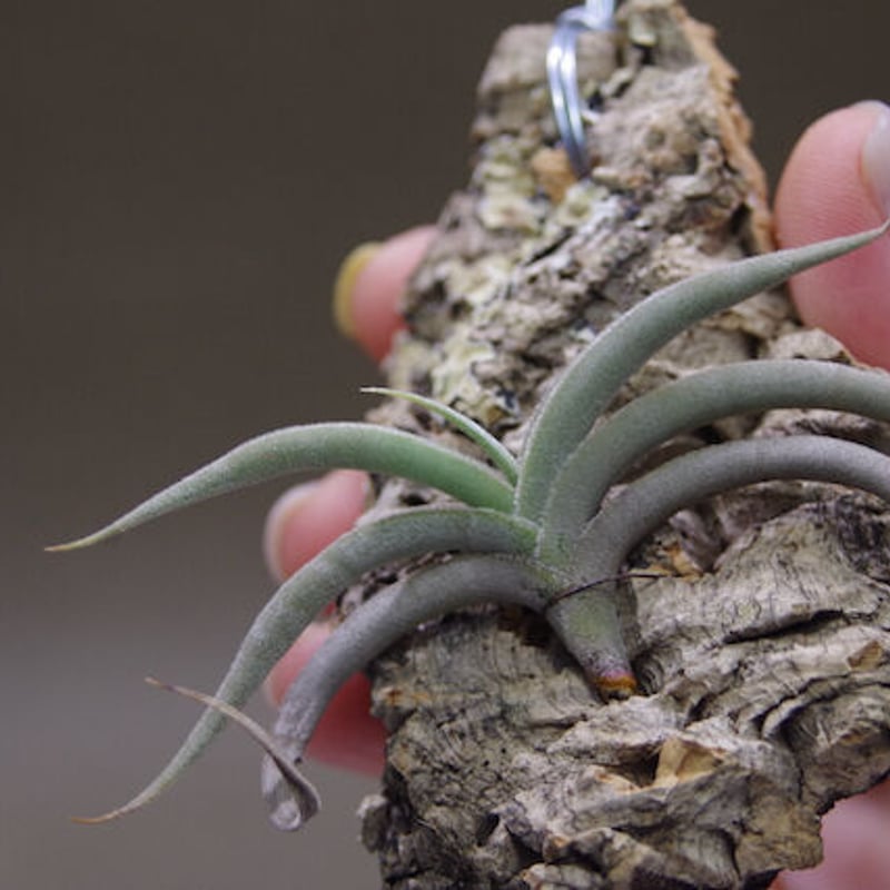 テネブラ 01号 | air-plants TENGU-DO